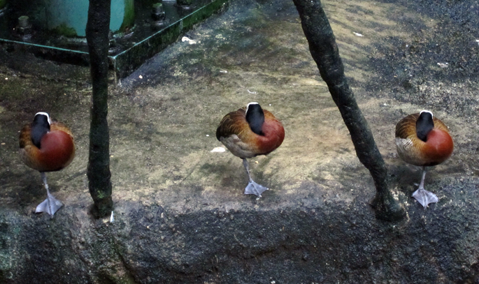 birds