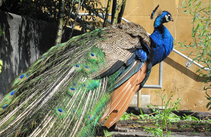 birds