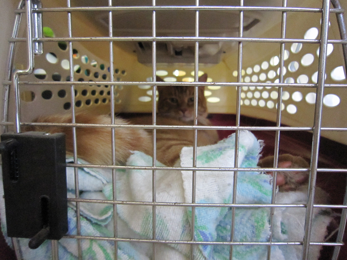 cat