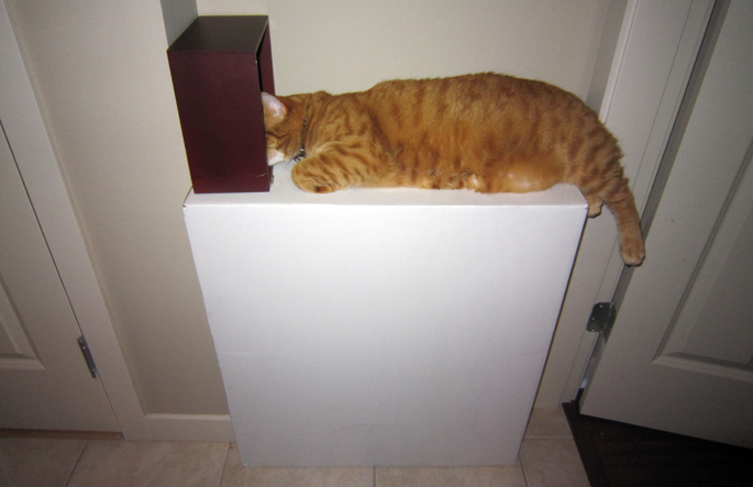 idiot_cat