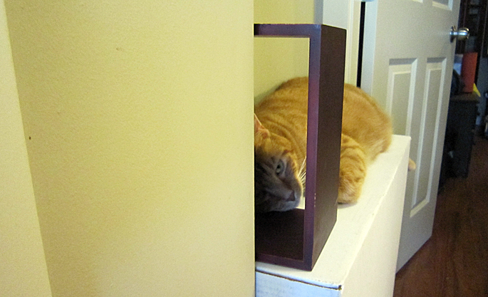 idiot_cat