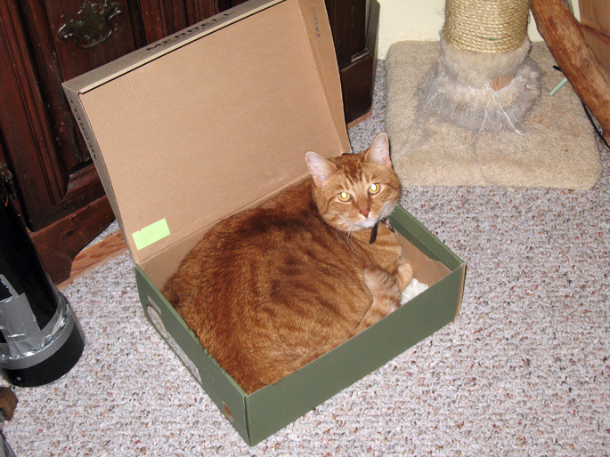 idiot_cat