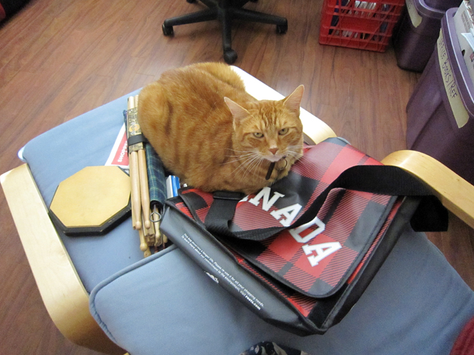 idiot_cat