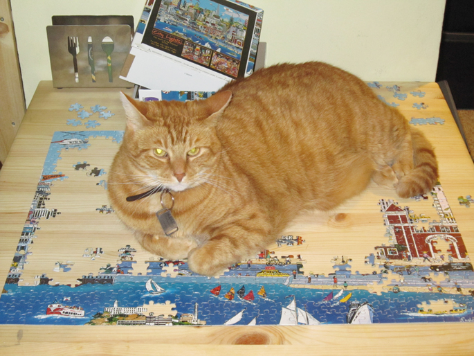 idiot_cat