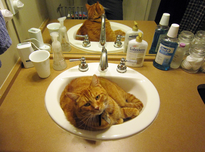 idiot_cat